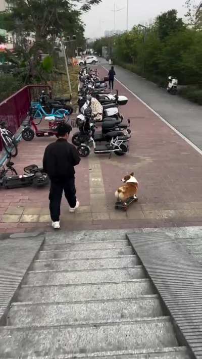 Cute Dog Skateboarding.