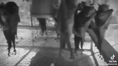Someone filmed bats upside down and it looks like a gothic nightclub. New nightmare unlocked.
