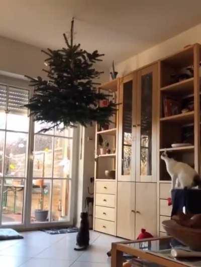 Cat.