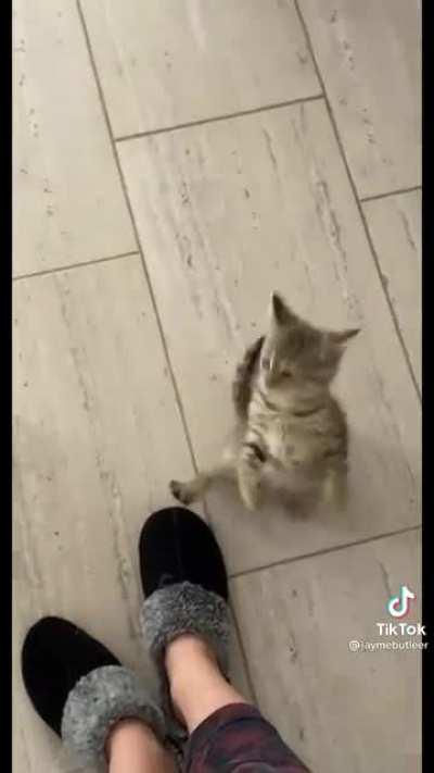 Cat.