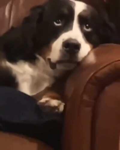 Why have you forsaken me, human?