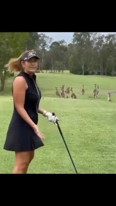 ? A Horde Of Kangaroos Visit The Golf Course