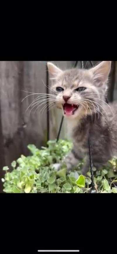 She is trying to yell but ends up chirping instead ?