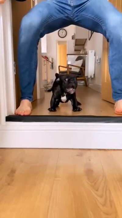 Chasing his owner