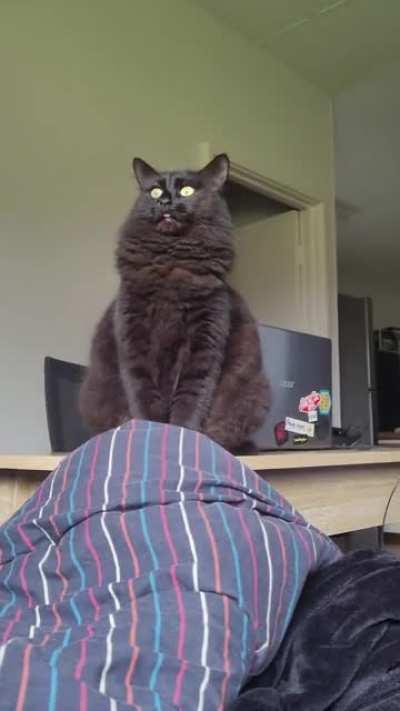 Yell and blep combo