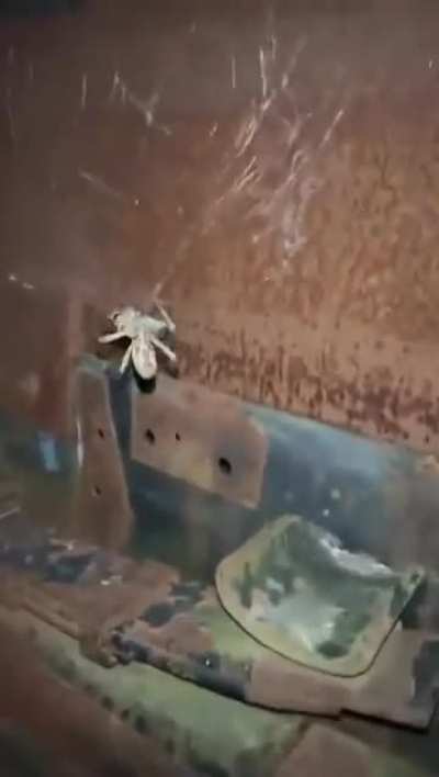 Horsefly gets sentenced to execution by spider