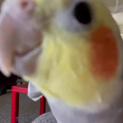 AttacBirb