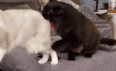 He monch butt
