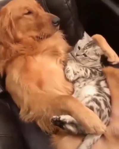 Cross species love
