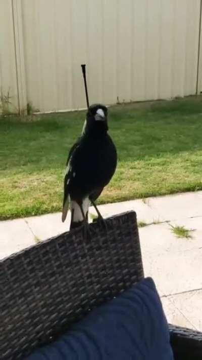 birbspeak