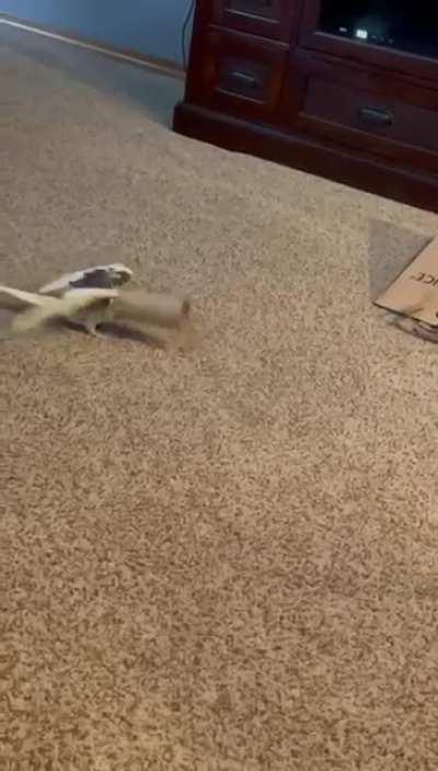 AttackBirb