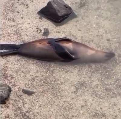 ? This seal relaxing halfway under water