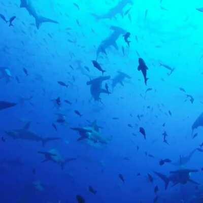 ? Sharks in Galapagos National Park, Ecuador