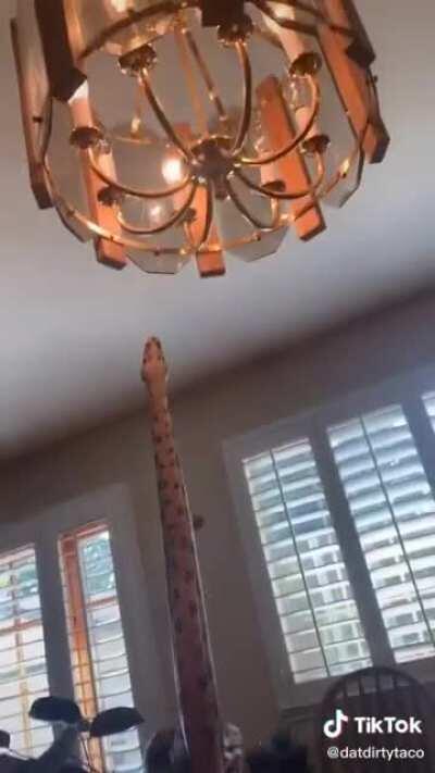 I must be moth