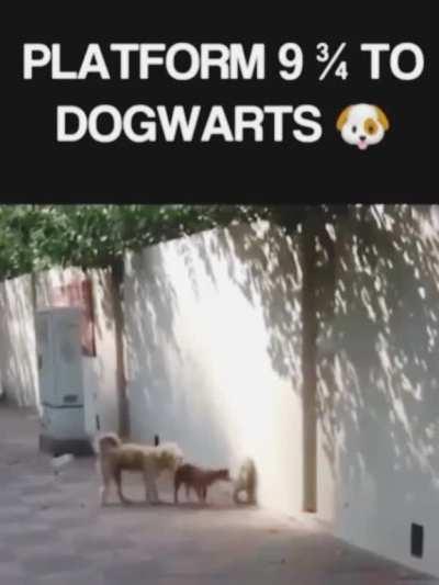 Dogwarts!! ??