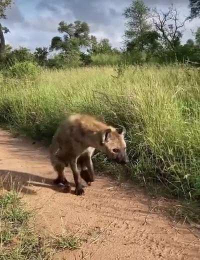 Hyena walking on two legs.