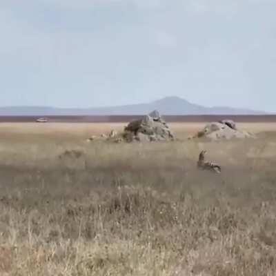 ? a zebra dishes out a hefty kick to avoid becoming a lions next meal ?