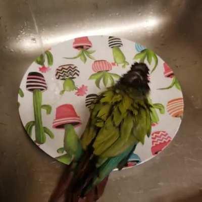 borb