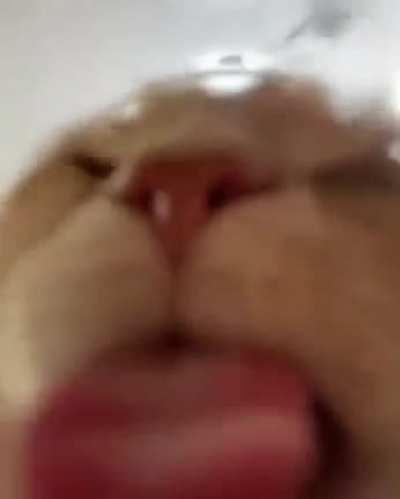 MEOW_IRL