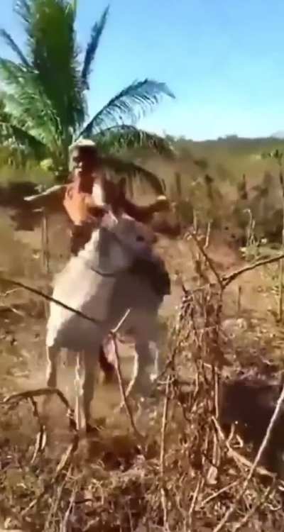Donkey teaches a animal abuser a lesson he won’t forget