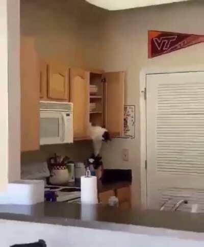 Cat taps knives; watch out hoomans