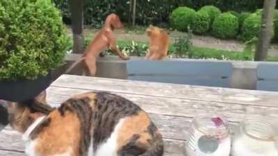 Don’t Touch My Dog!