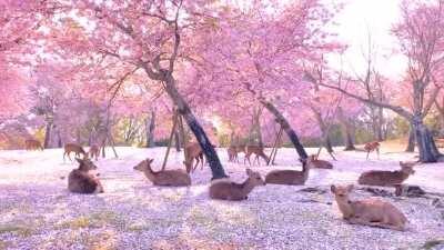 ? Herd of deer relaxing among some cherry blossom trees in Nara, Japan.