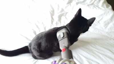A clean cat is a godly cat...