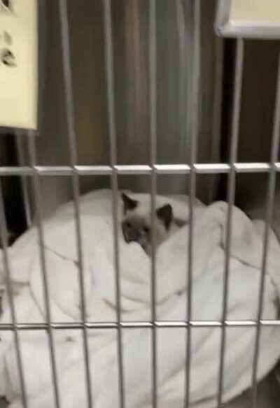 Meow irl