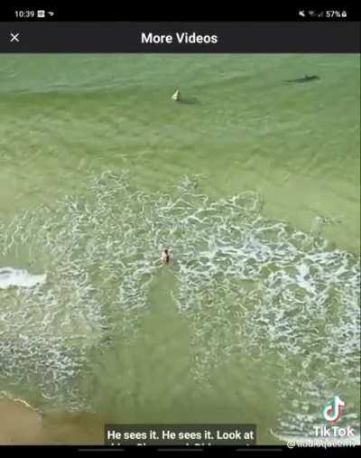 Shark Week irl