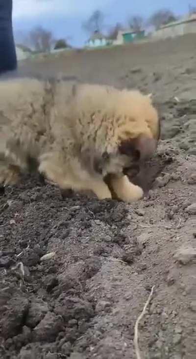 Puppy helps out planting potatoes in Ukraine ???