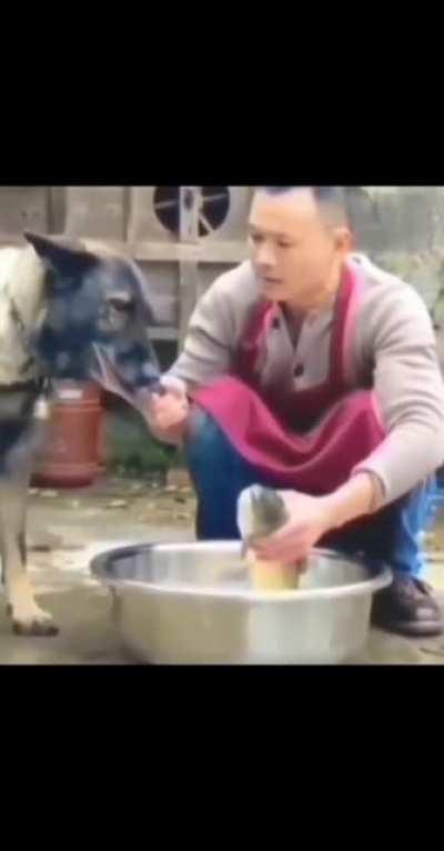 Doggo Sad