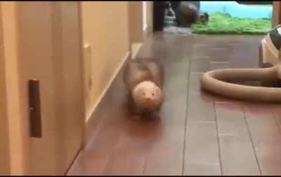 short ferret zoomies!