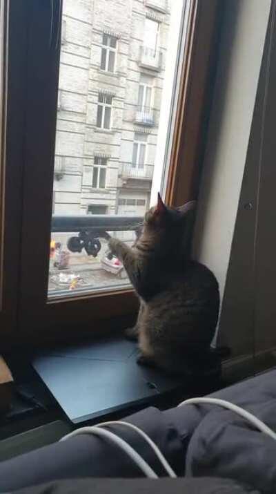 You silly cat.