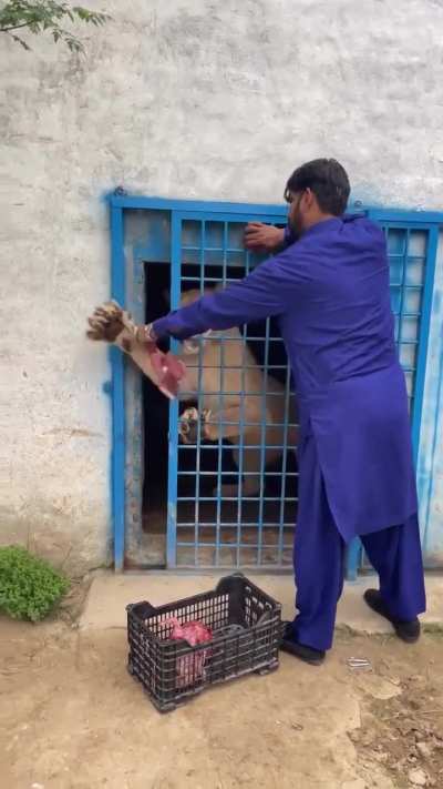 Feeding a lion