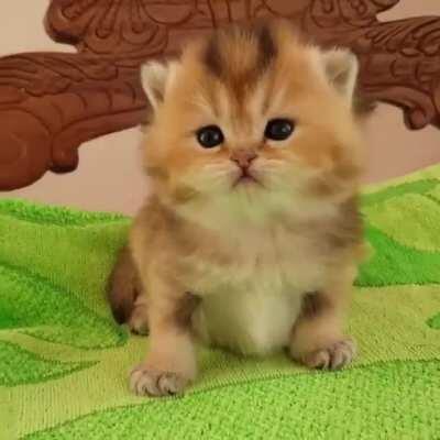 Such A Cutie Pie
