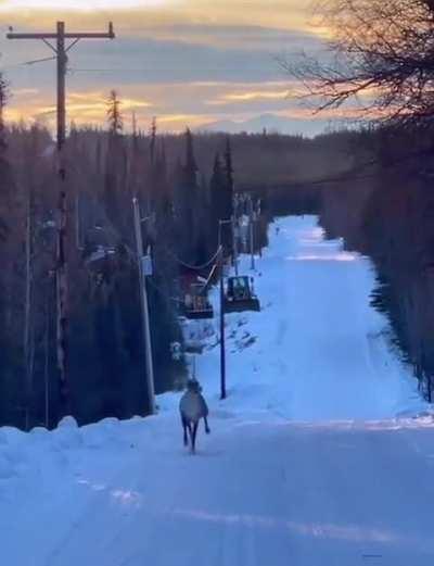 ? A caribou prancing down a snowy road without a care in the world