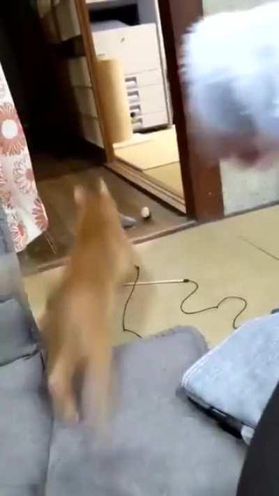 Let's play hooman!