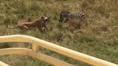 ? "You chose the wrong foal, fool!"