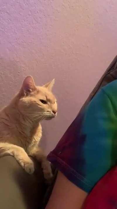 Pet me houman!