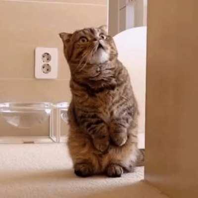 Cat.
