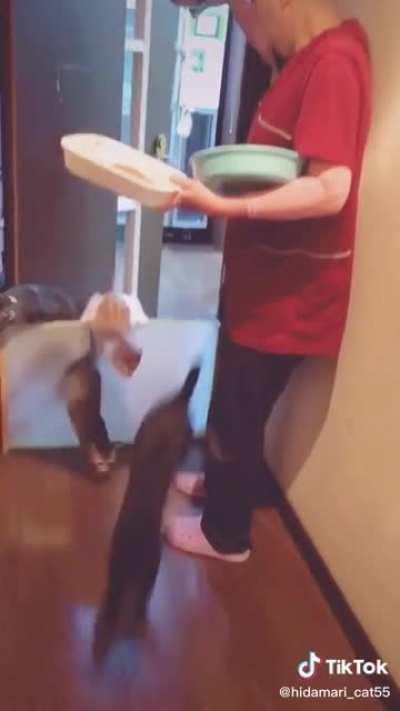 Meow_irl