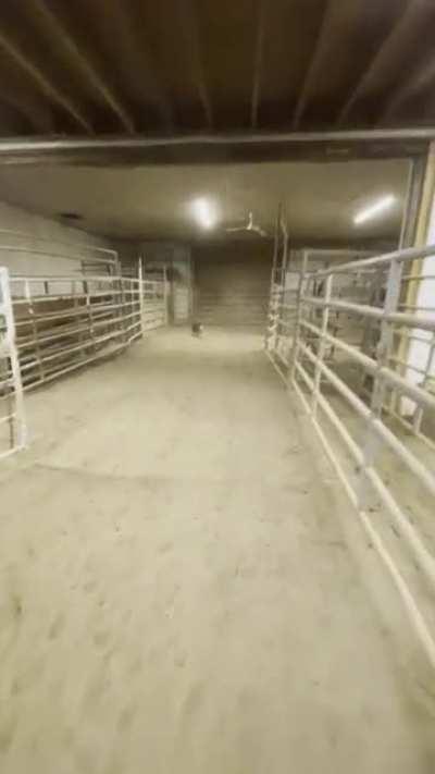 Border collie loading sheep into a trailer