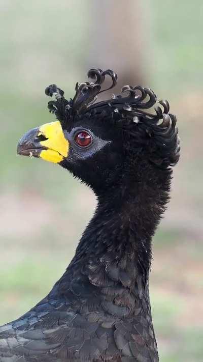 ? Bare-faced Curassow