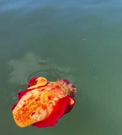 ? Your lasagna is swimming away