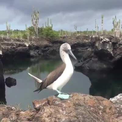 ? A Blue-footed Booby proudly showing off their very impressive feet ?