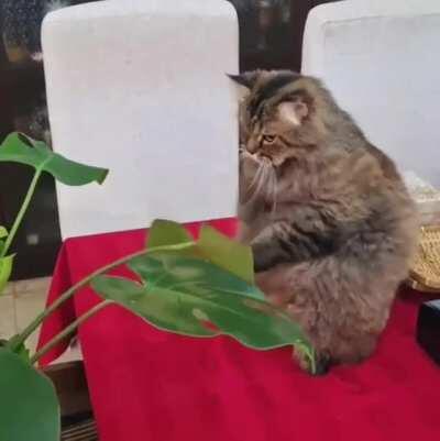 Cat.