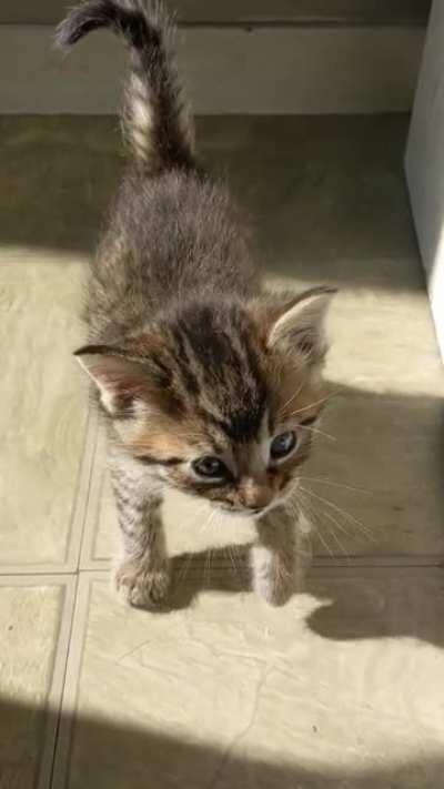 Baby squeaks