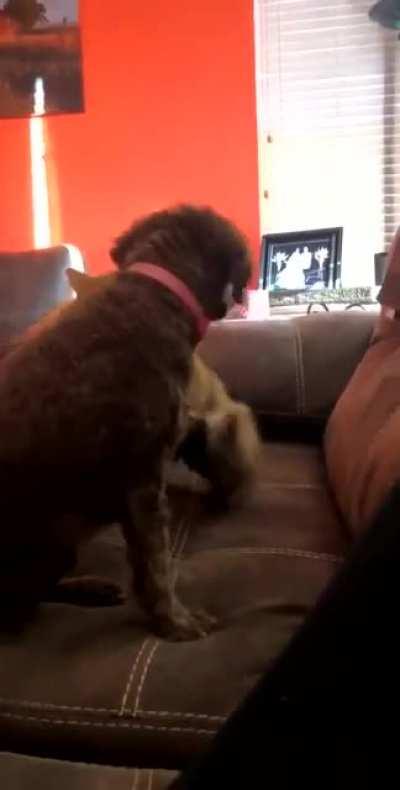 She asked, "Did my dog just pet my cat??? And did my cat just hug my dog???" Yes.