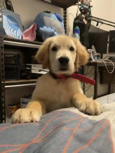 Surprise pupper